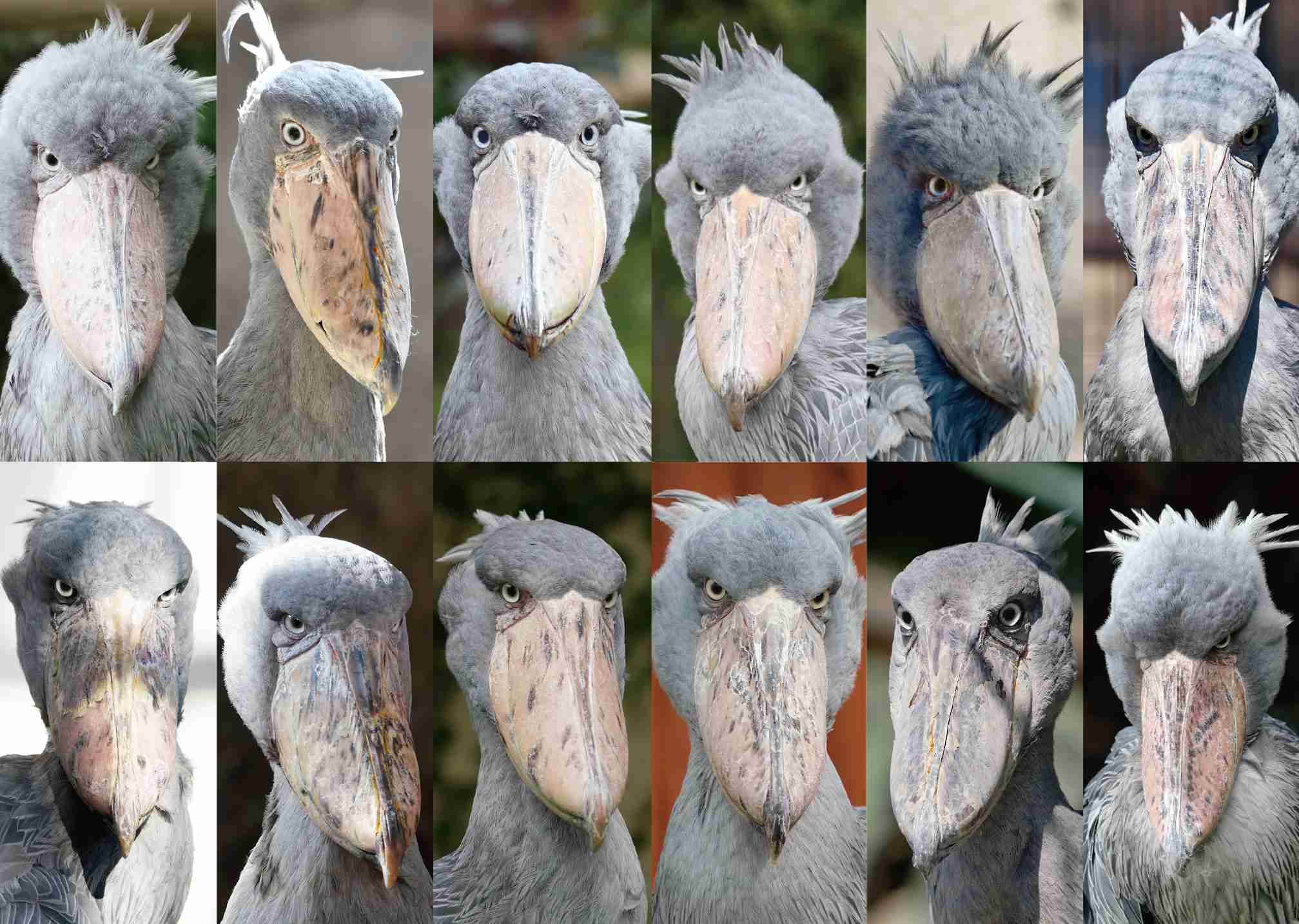 ハシビロコウに対する愛を語れ