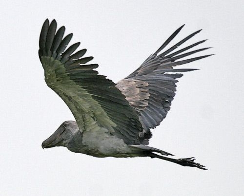 ハシビロコウに対する愛を語れ