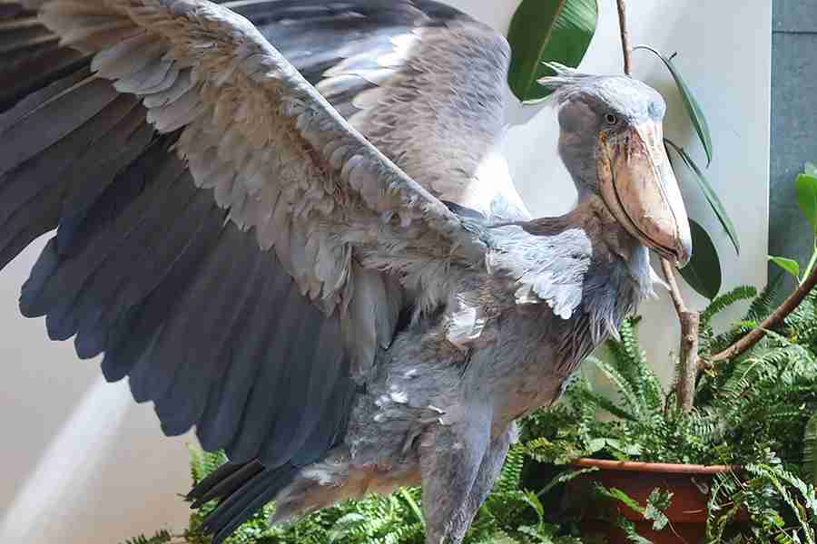 ハシビロコウに対する愛を語れ