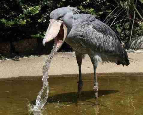 ハシビロコウに対する愛を語れ