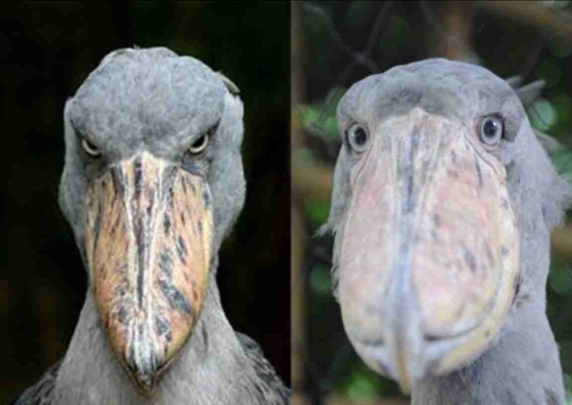 ハシビロコウに対する愛を語れ