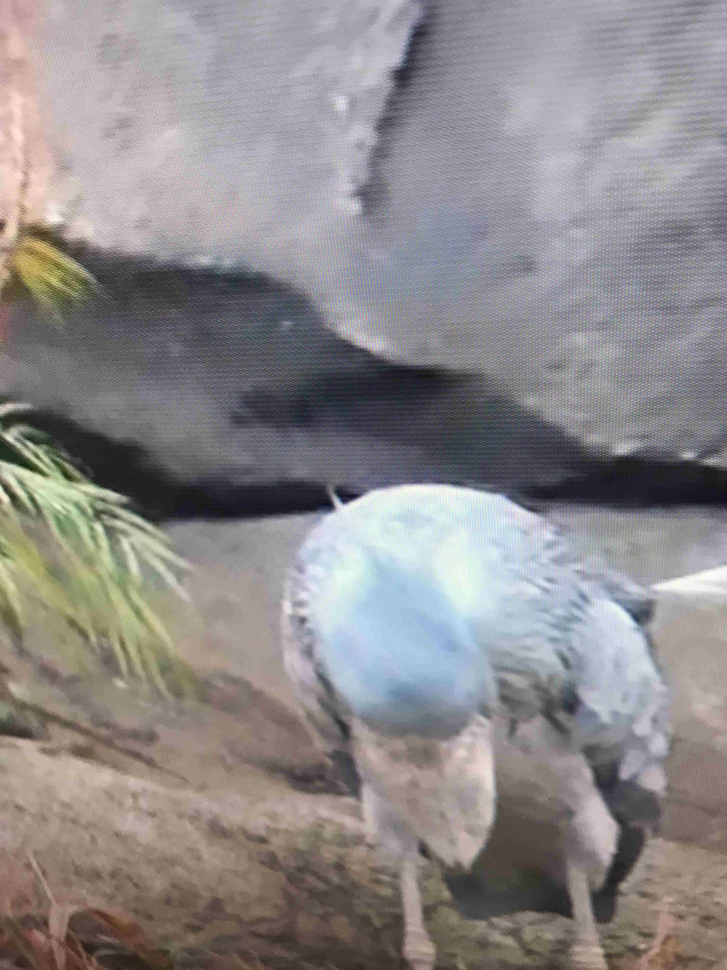 ハシビロコウに対する愛を語れ