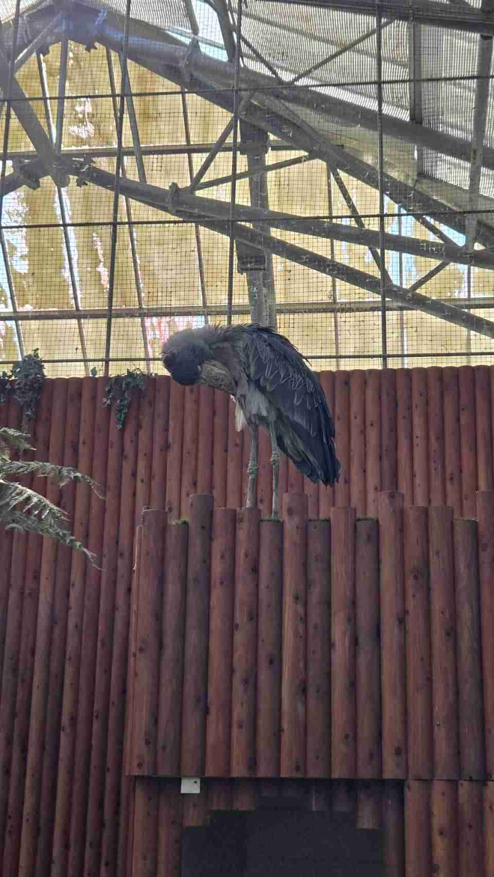 ハシビロコウに対する愛を語れ