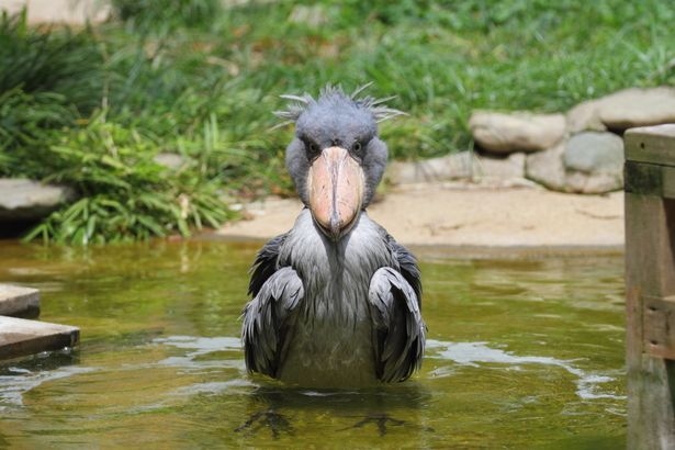 ハシビロコウに対する愛を語れ