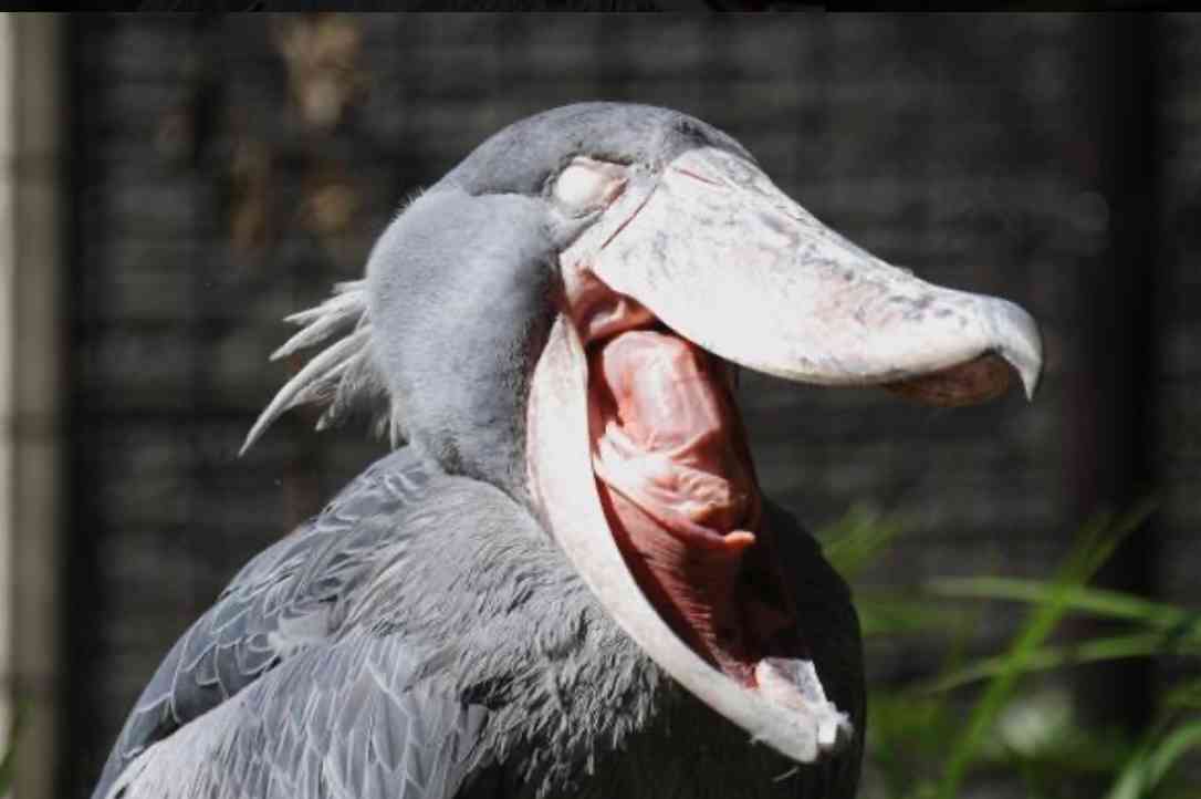 ハシビロコウに対する愛を語れ