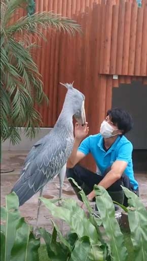 ハシビロコウに対する愛を語れ