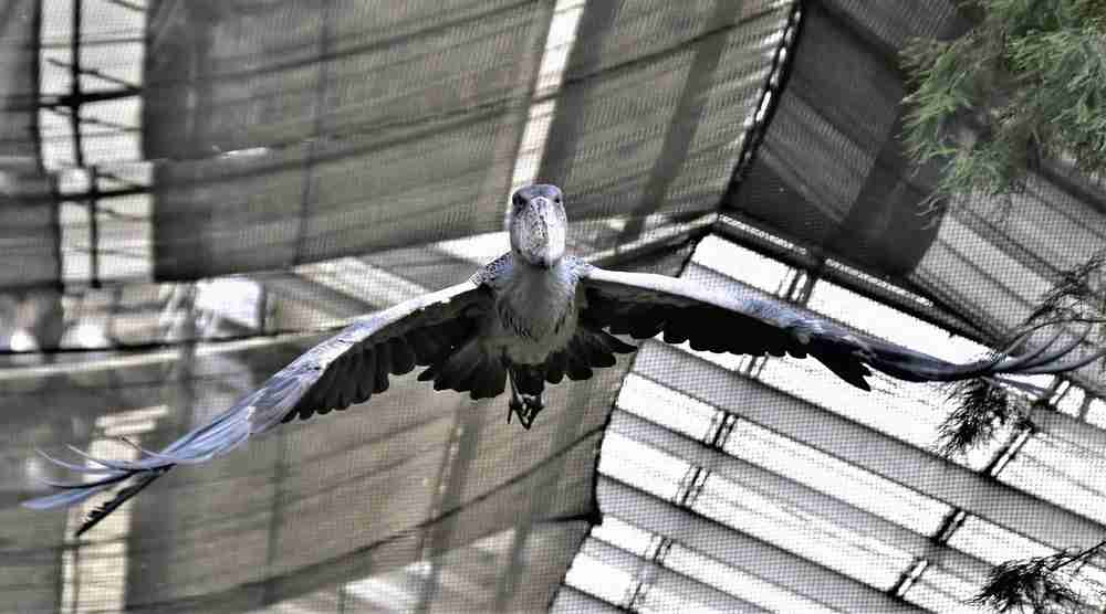 ハシビロコウに対する愛を語れ