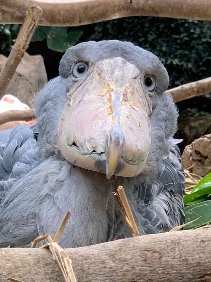 ハシビロコウに対する愛を語れ