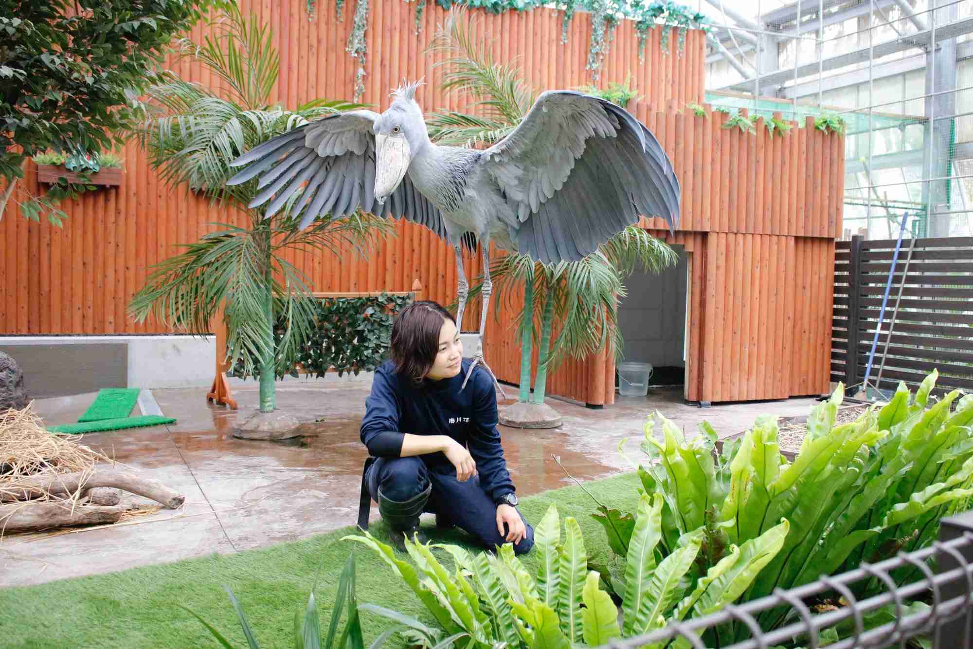 ハシビロコウに対する愛を語れ