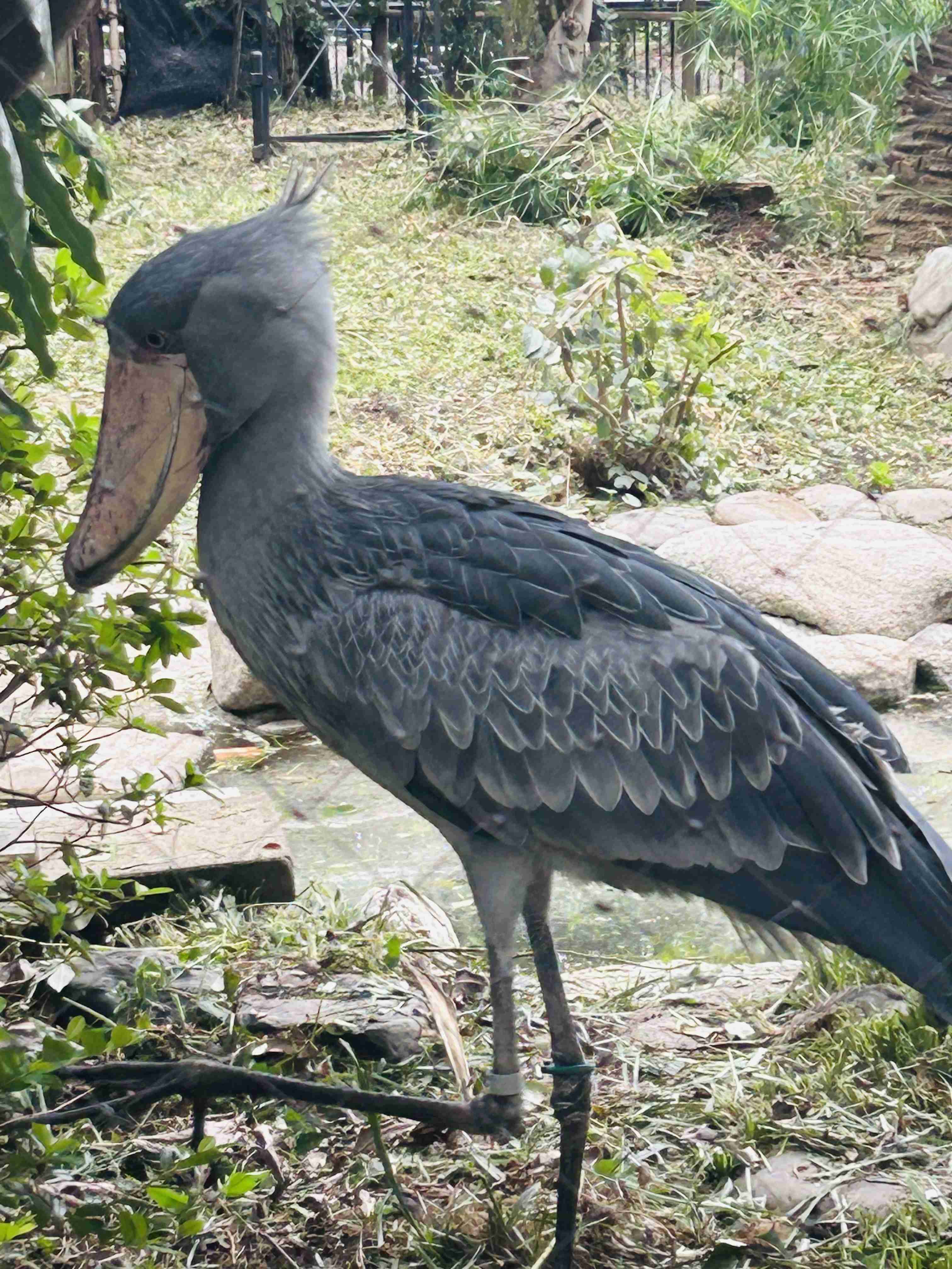 ハシビロコウに対する愛を語れ