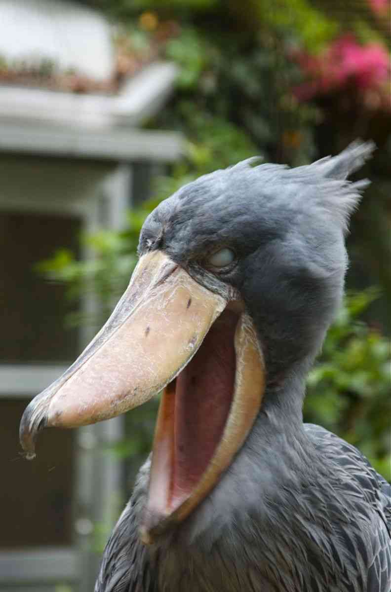 ハシビロコウに対する愛を語れ