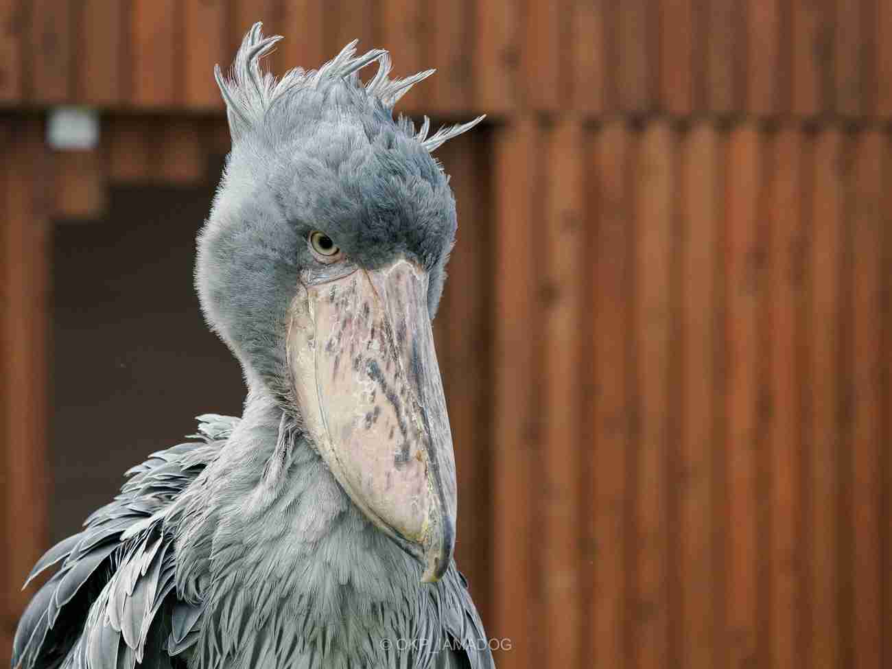 ハシビロコウに対する愛を語れ