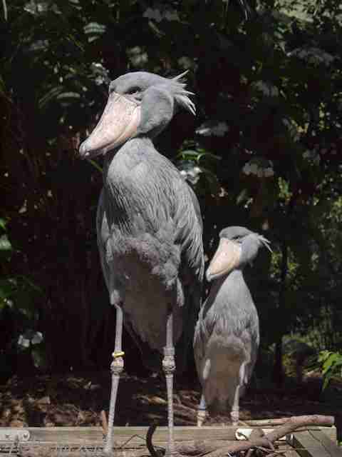 ハシビロコウに対する愛を語れ