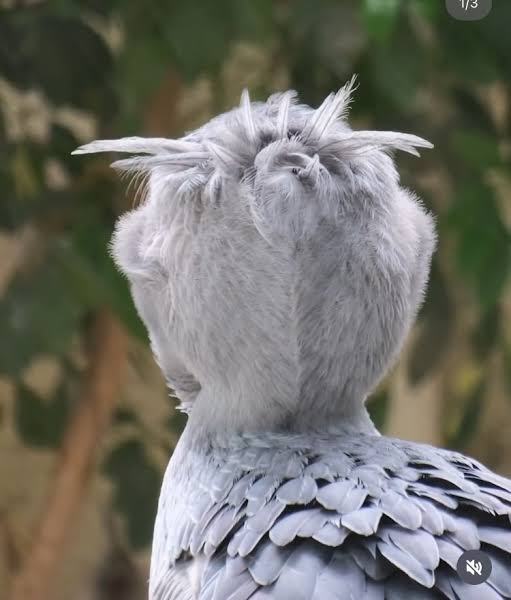 ハシビロコウに対する愛を語れ