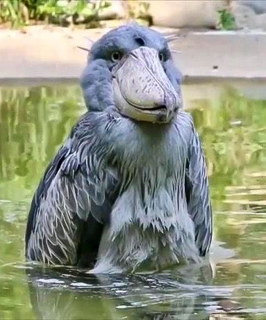 ハシビロコウに対する愛を語れ