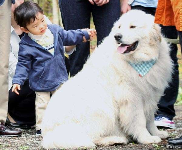 犬飼ってる人は何の仕事をしてる？