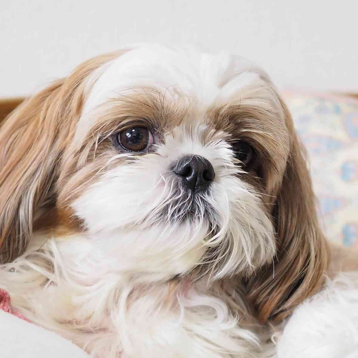 犬飼ってる人は何の仕事をしてる？