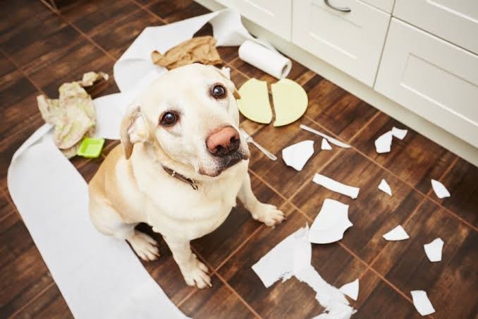 犬飼ってる人は何の仕事をしてる？