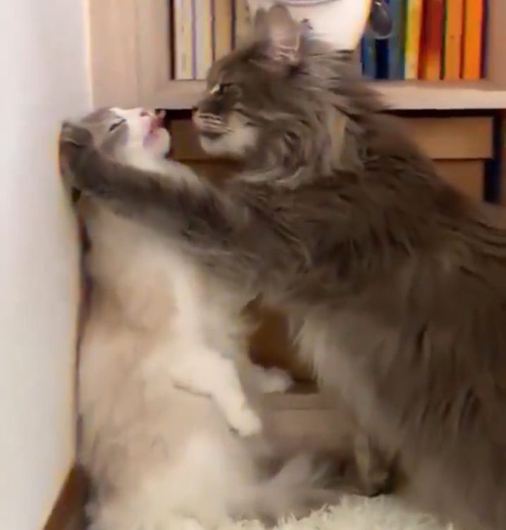 ホストと闇金が結託し、女性を海外へ送り出す「人身売買」が急増。念書には実家住所と親の名前まで書かされ…