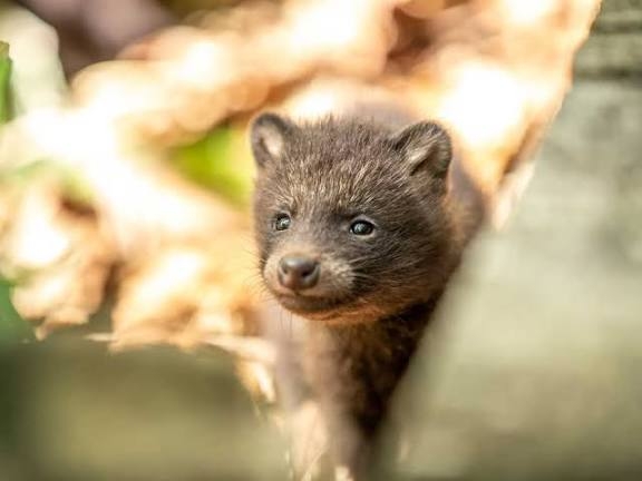 マニアック動画愛好家の集い