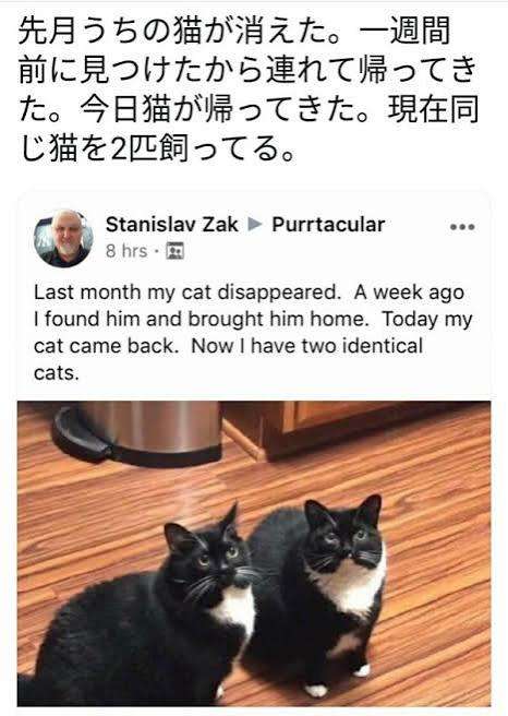 やっと来たか同居人。引っ越してすぐに玄関に現れた猫がそのまま家族に