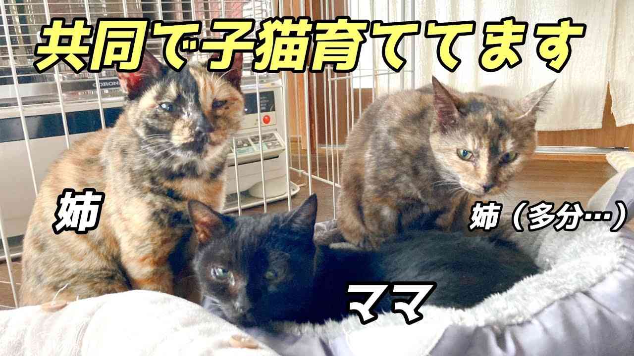 猫は小さい子どもに優しい？ メス猫は母性が強い？ 獣医師が解説