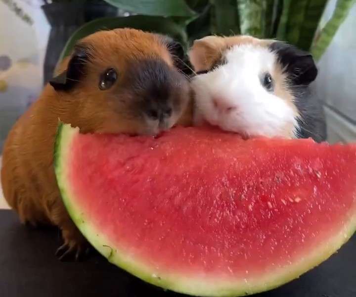 モルモットについて話したい(飼ってる人いない人どっちも歓迎)