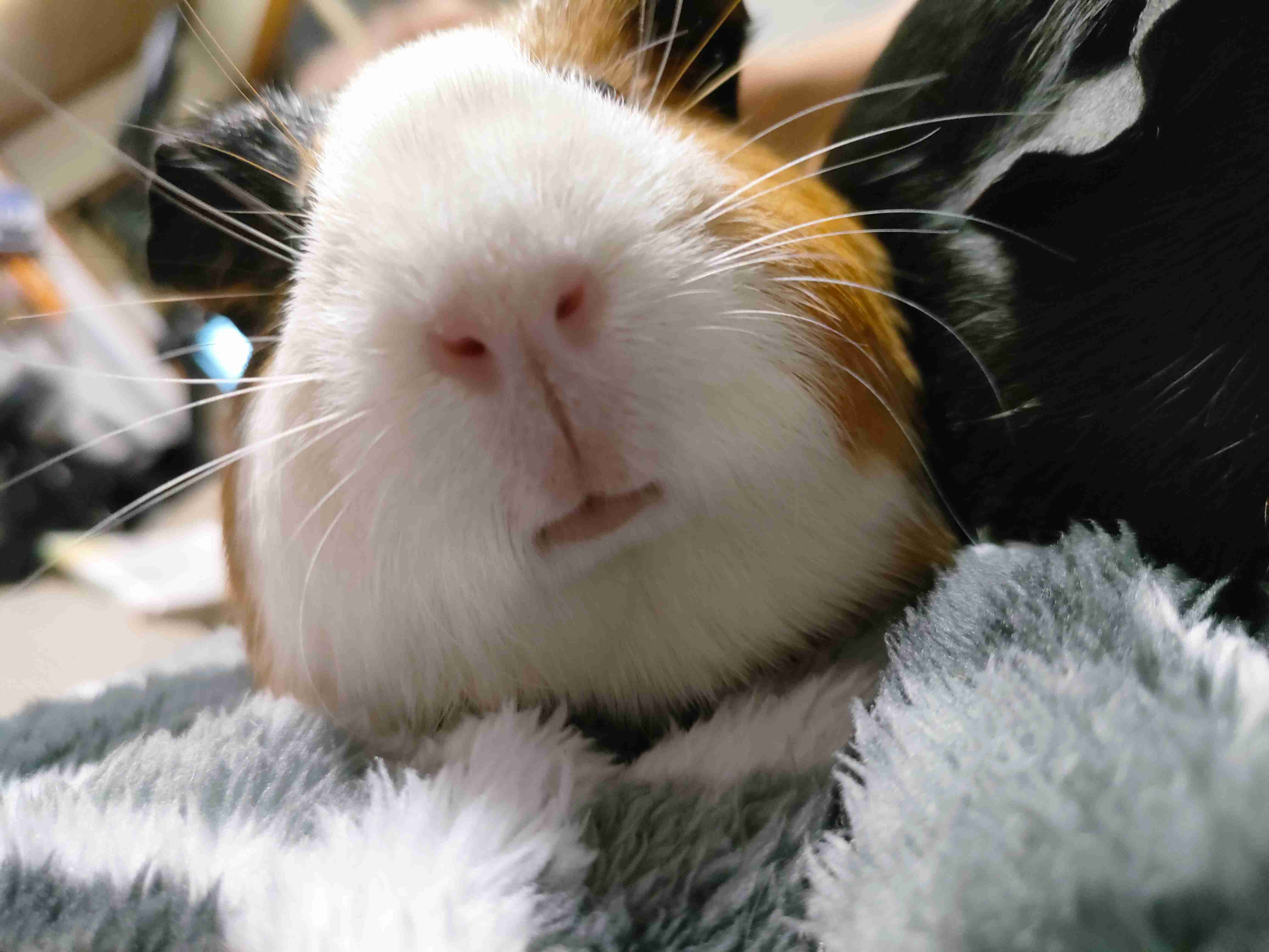 モルモットについて話したい(飼ってる人いない人どっちも歓迎)