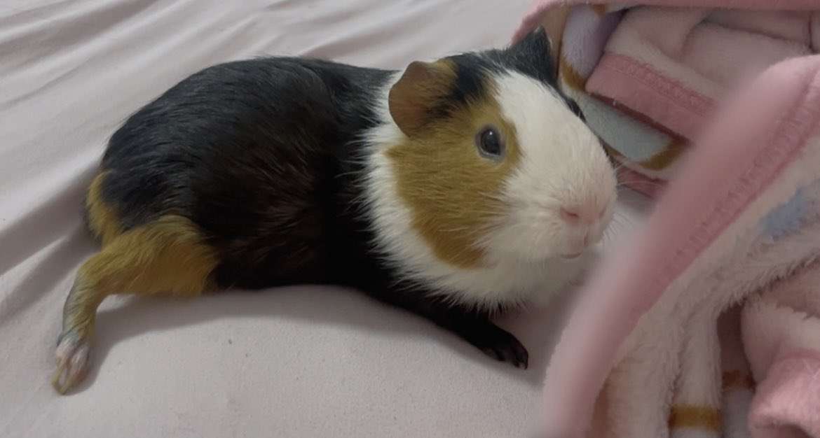 モルモットについて話したい(飼ってる人いない人どっちも歓迎)