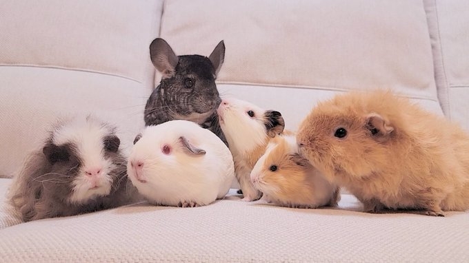 モルモットについて話したい(飼ってる人いない人どっちも歓迎)