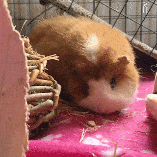 モルモットについて話したい(飼ってる人いない人どっちも歓迎)
