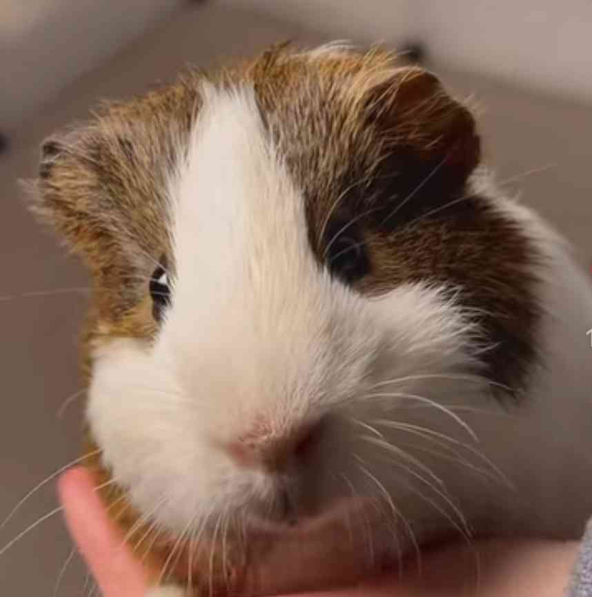 モルモットについて話したい(飼ってる人いない人どっちも歓迎)
