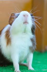 モルモットについて話したい(飼ってる人いない人どっちも歓迎)