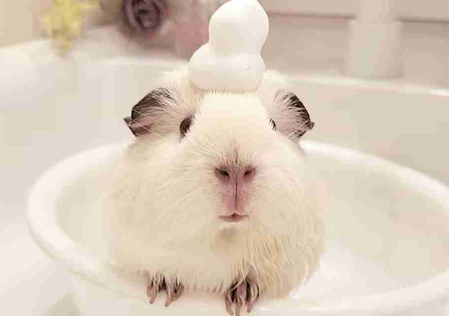 モルモットについて話したい(飼ってる人いない人どっちも歓迎)