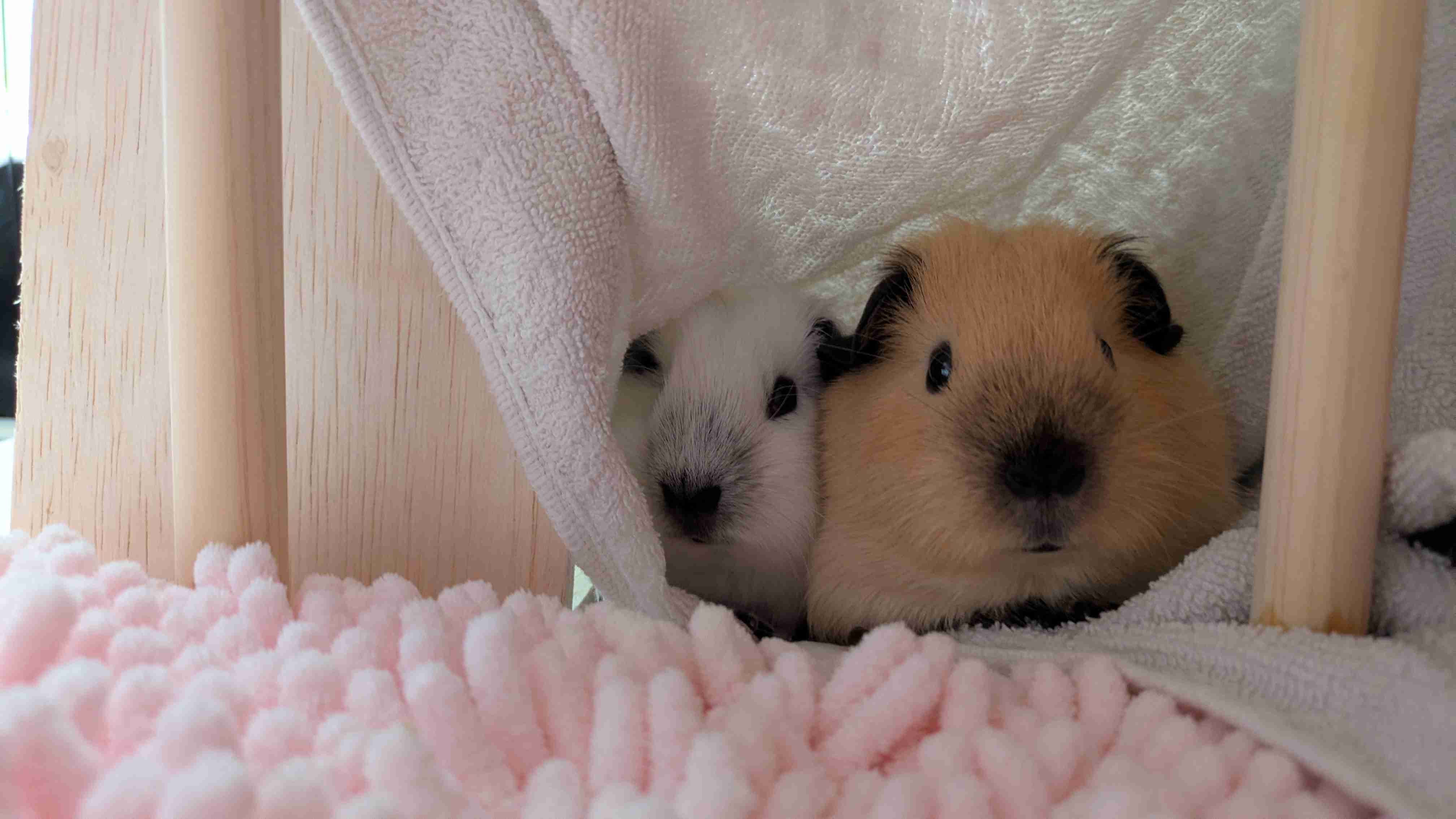 モルモットについて話したい(飼ってる人いない人どっちも歓迎)