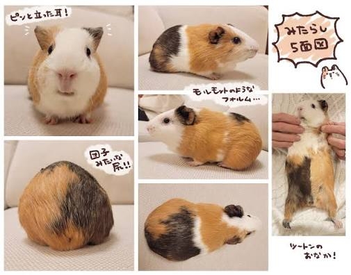 モルモットについて話したい(飼ってる人いない人どっちも歓迎)