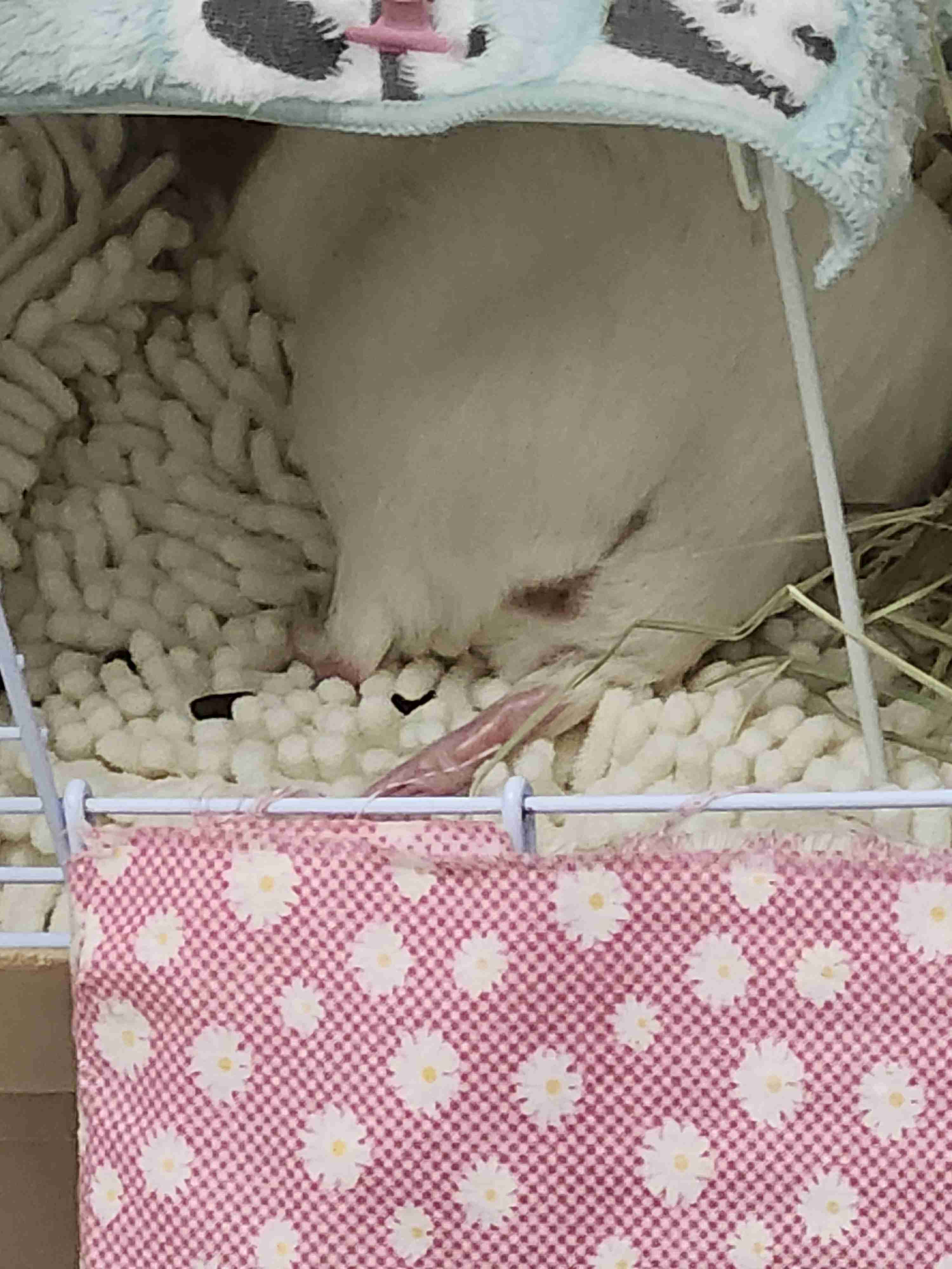 モルモットについて話したい(飼ってる人いない人どっちも歓迎)