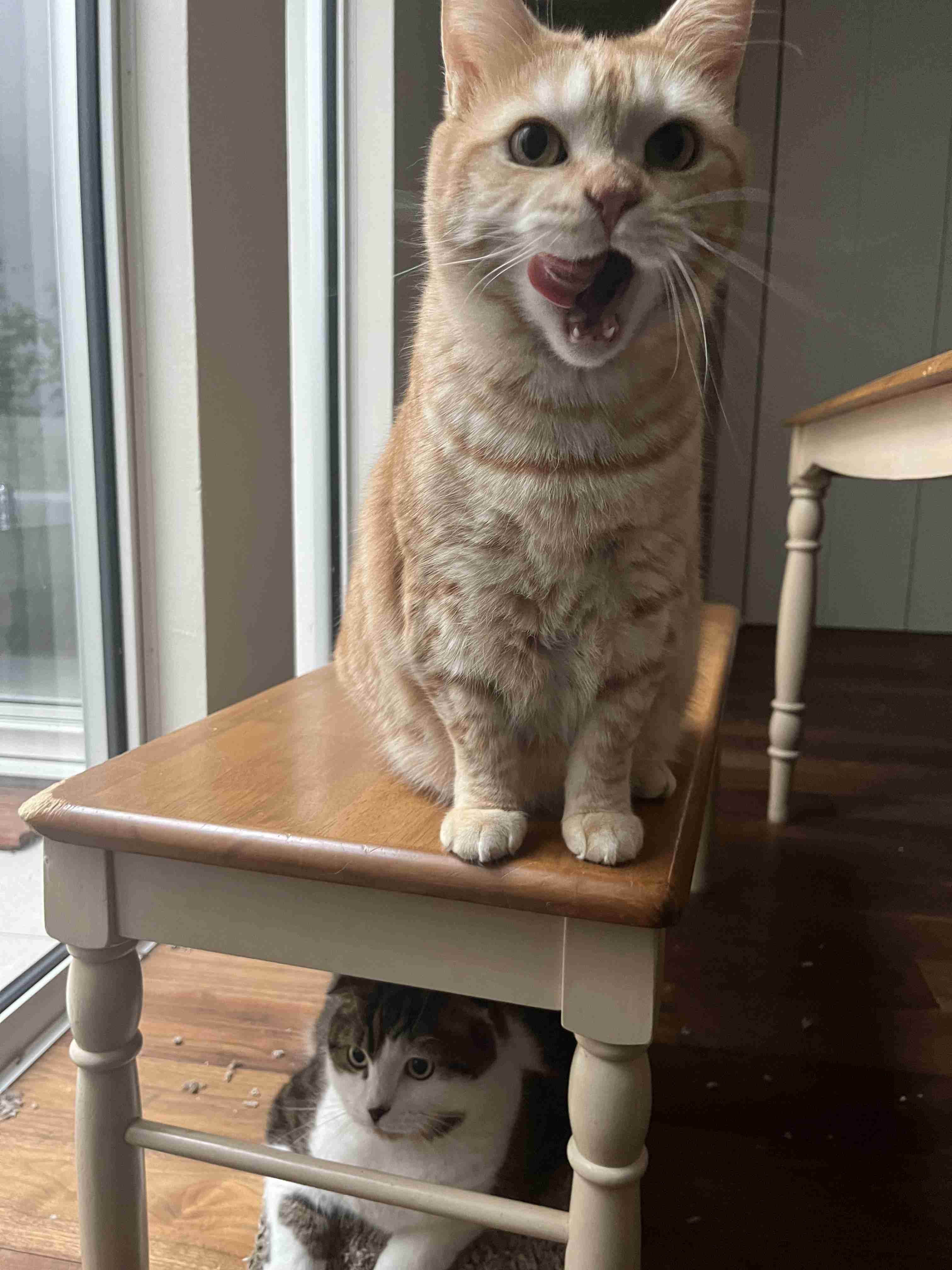 猫の好きなところ