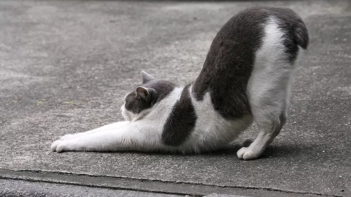 猫の好きなところ
