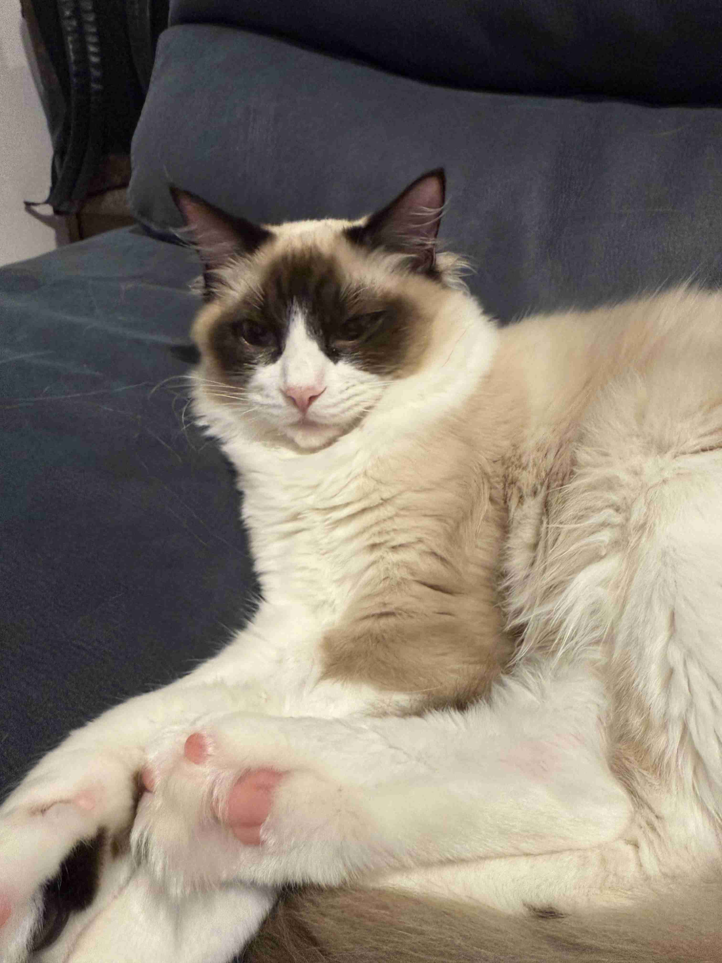 猫の好きなところ
