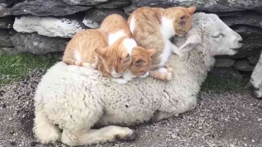 猫の好きなところ