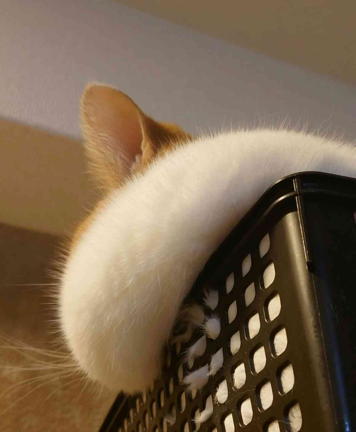 猫の好きなところ