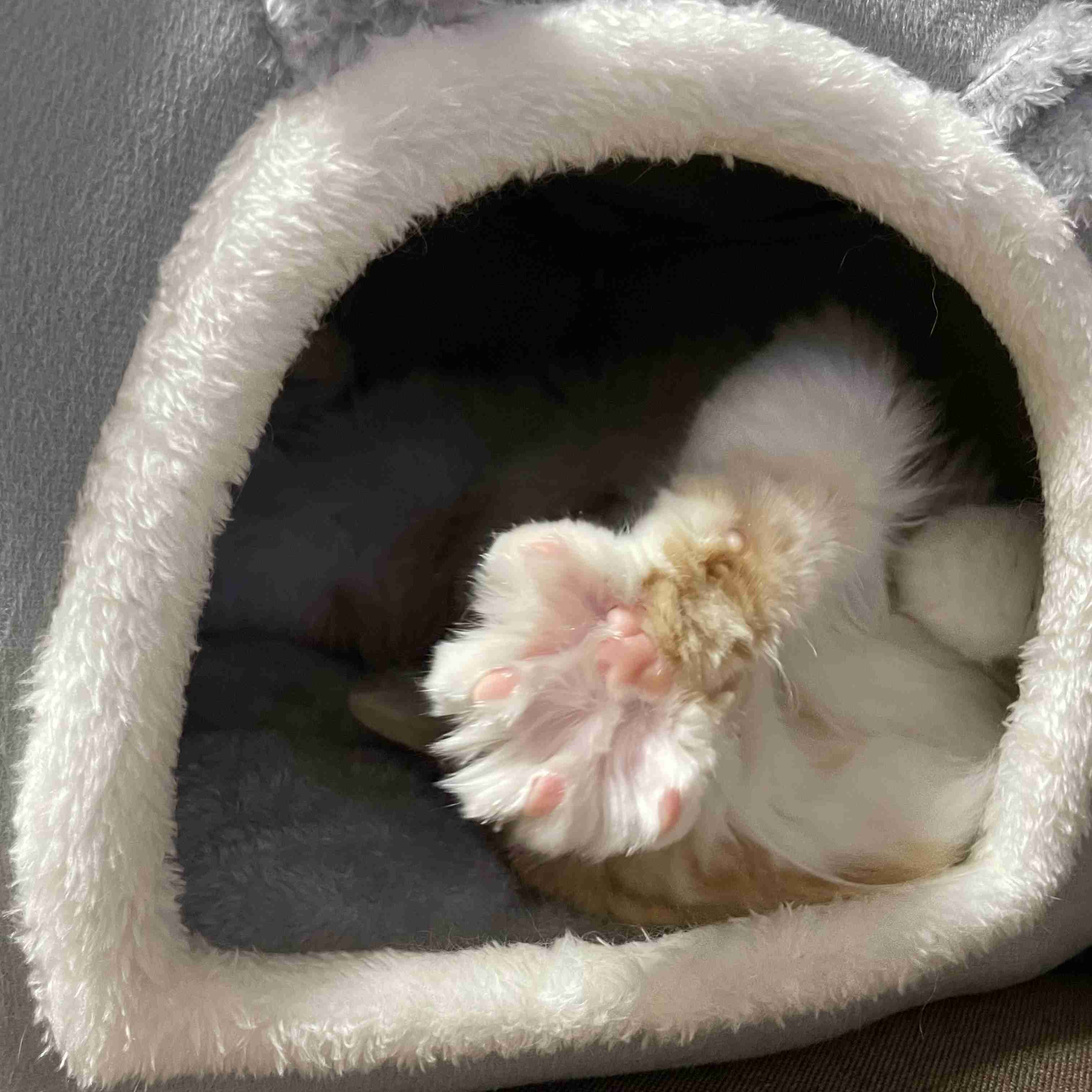 猫の好きなところ