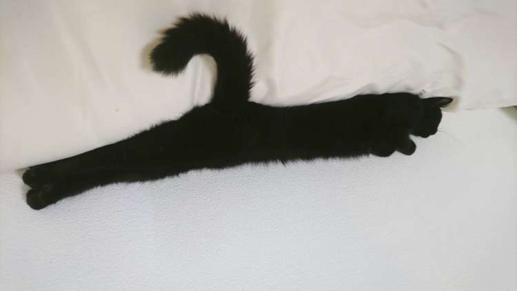 猫の好きなところ