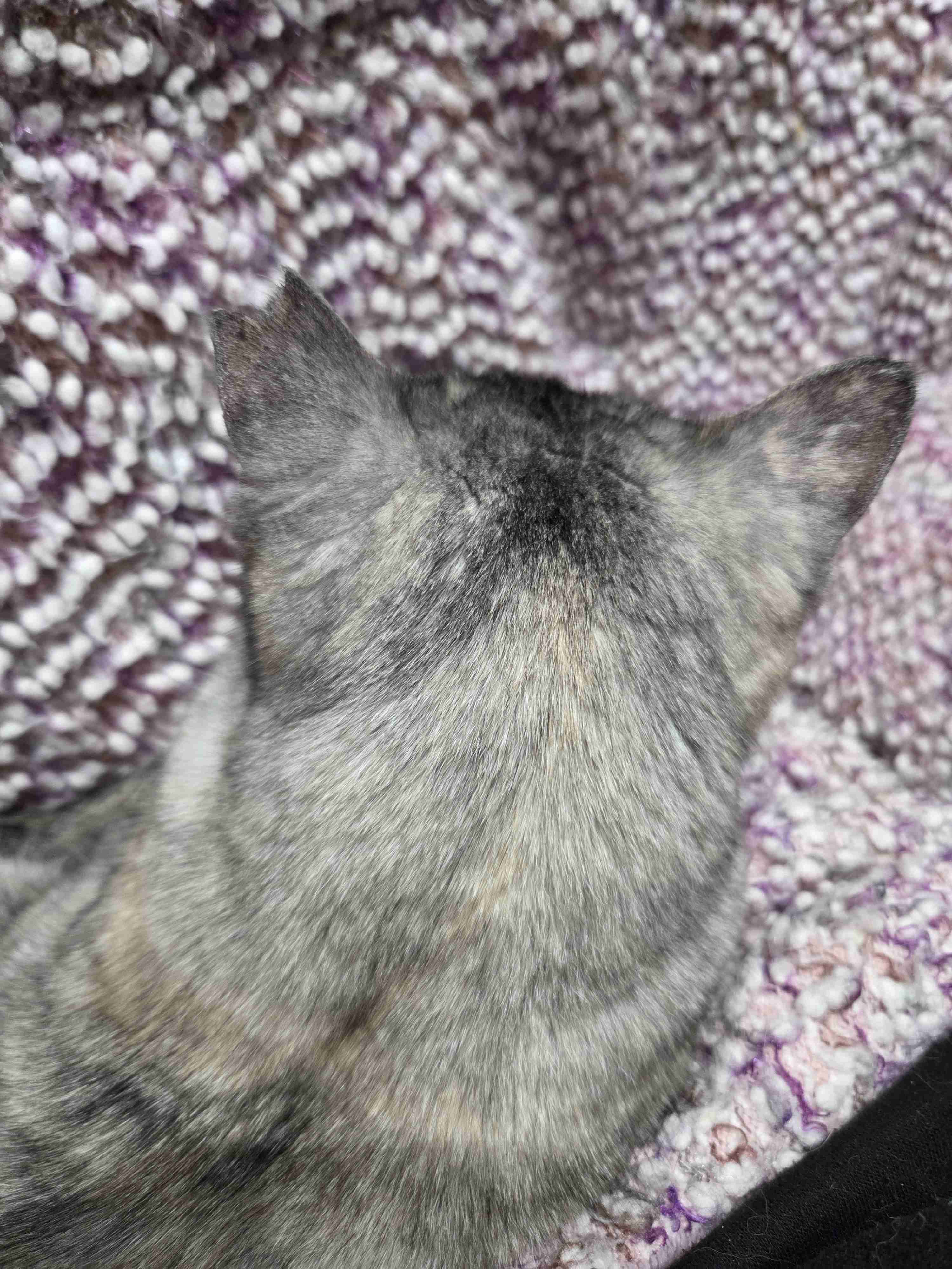 猫の好きなところ
