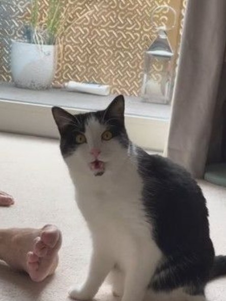 猫の好きなところ