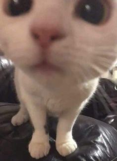 猫の好きなところ