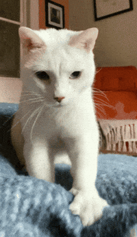 猫の好きなところ