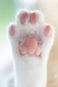 猫の好きなところ