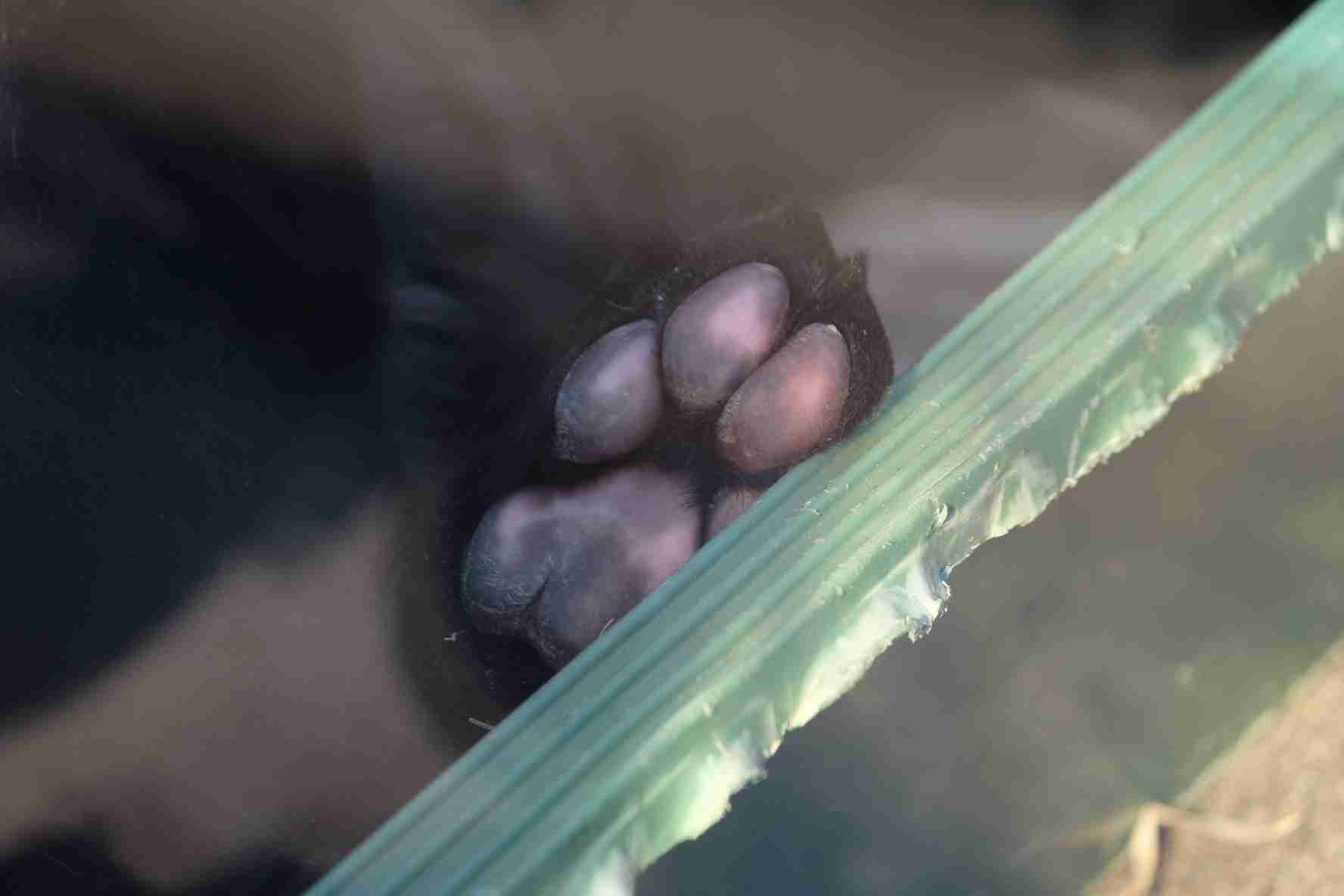 猫の好きなところ